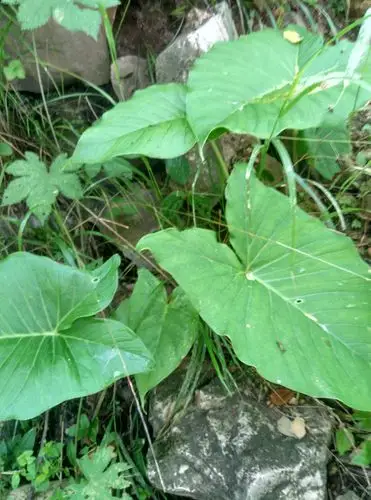 太行中草药二十七集三山编缉草稿