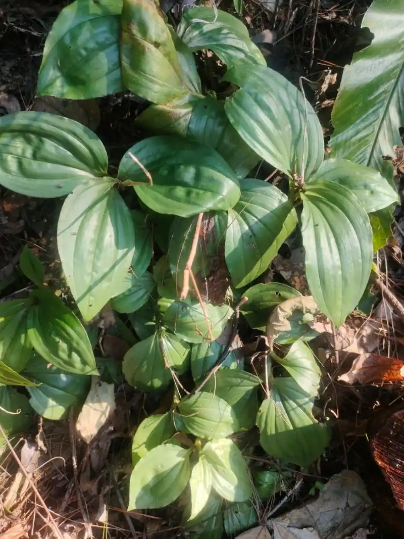 见血清  野生长