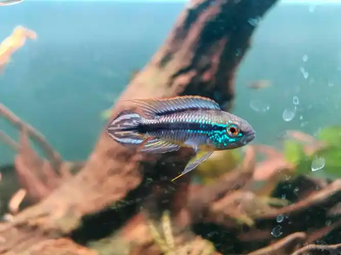 阿卡西短鲷-图2