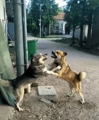 336_408gif 动态图 动图