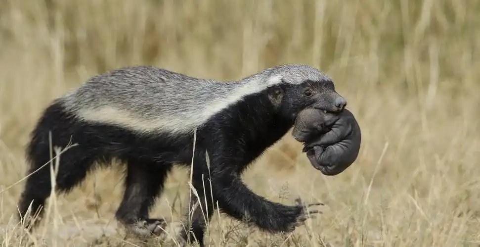 若将2只蜜獾放入大连蛇岛,岛上2万条毒蛇,能抵抗它们的攻击吗?