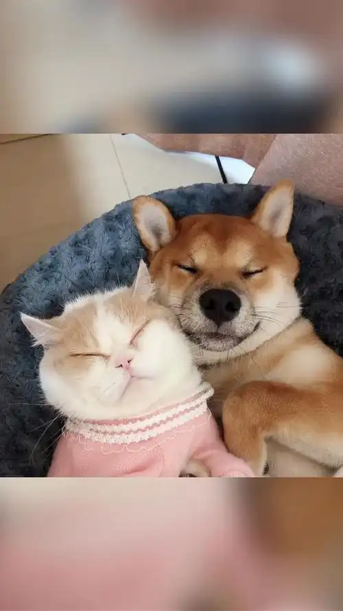 原来猫狗养久了,也会越长越像猫狗cp-萌宠视频-搜狐视频