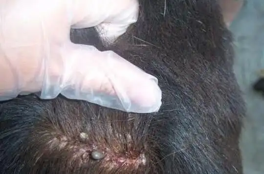 当天,张某便按照邻居的方法灭虱,不久张某便出现头晕,呕吐等症状,家人