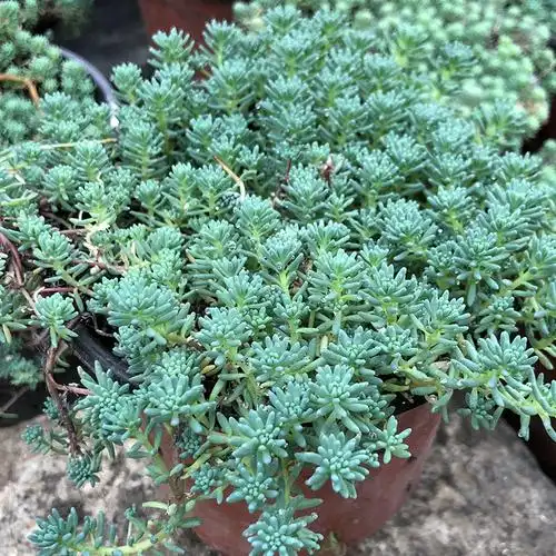 花园室外中华盆栽景天多年生绿植植物