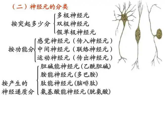 (二)神经元的分类 多极神经元 按突起多少分 双极神经元 假单极神经元