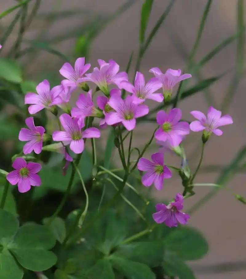幸运草原名——酢浆草 737373 酢浆草的花语是爱国情怀和璀璨的