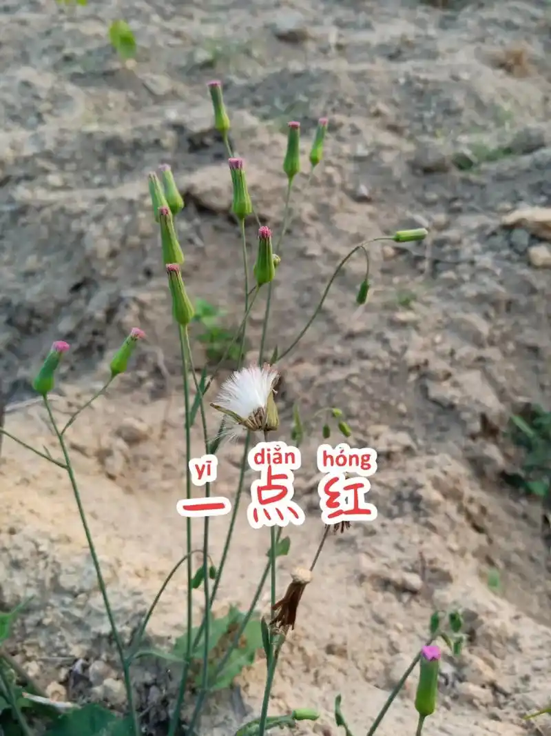 别名:红背菜,羊蹄草,叶下红等 - 抖音