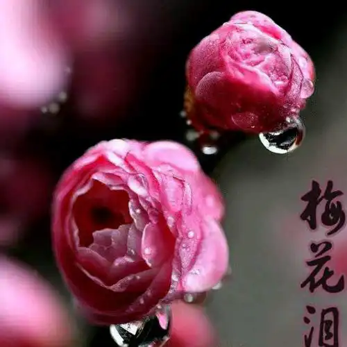 【采桑子二十八阙:梅花组词】词/刘松桥——湖北诗人