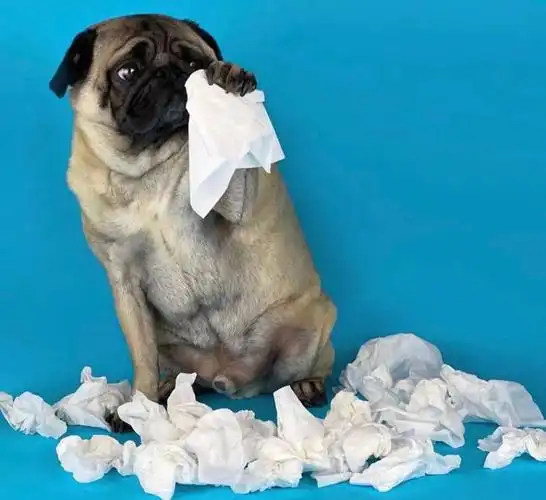 来人啊这只狗子成精了