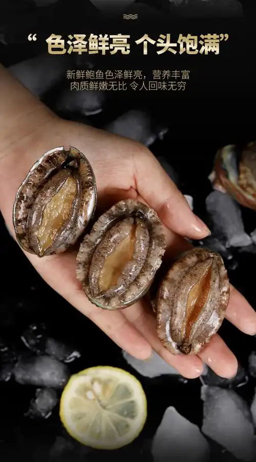 新鲜小鲍鱼海鲜水产新鲜迷你青岛生鲜贝类鲍鱼仔1斤2030头