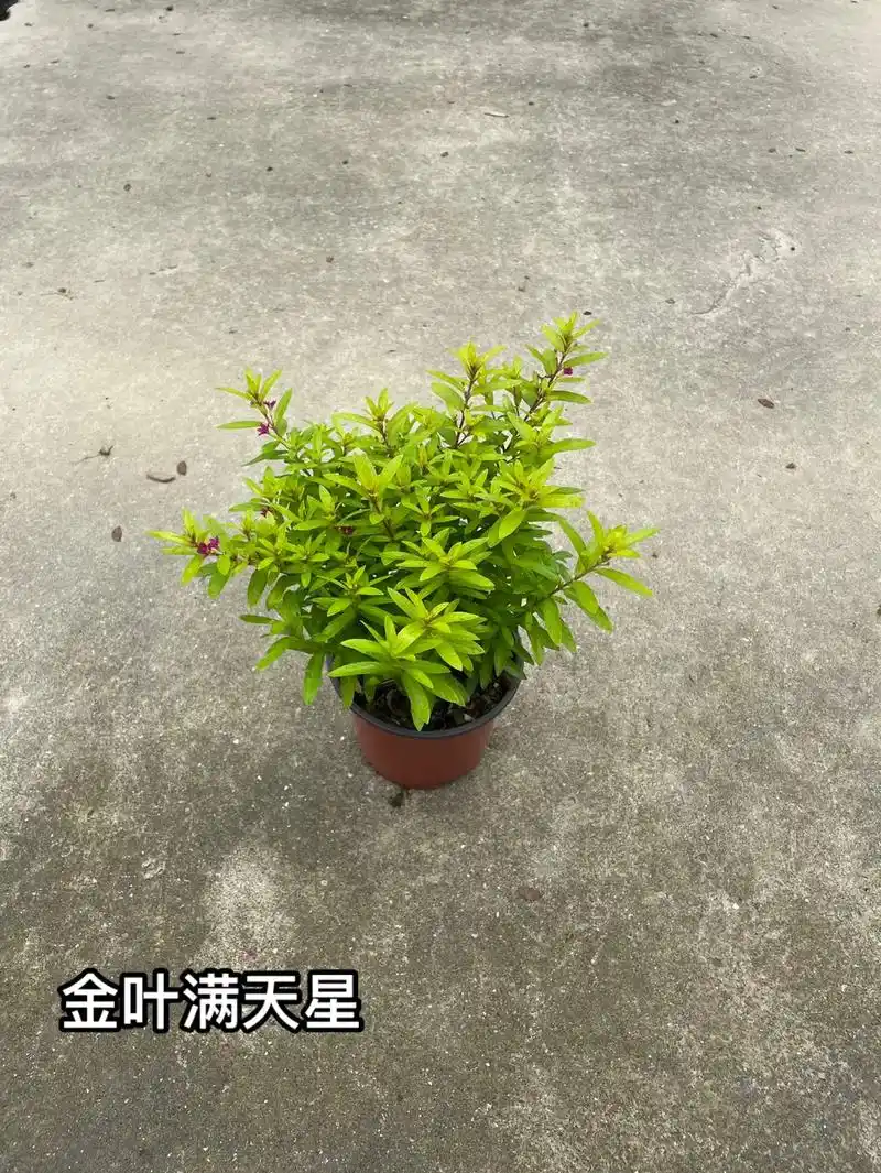金叶满天星#花境植物 #苗木种植基地 #大量供应绿化苗木供 - 抖音