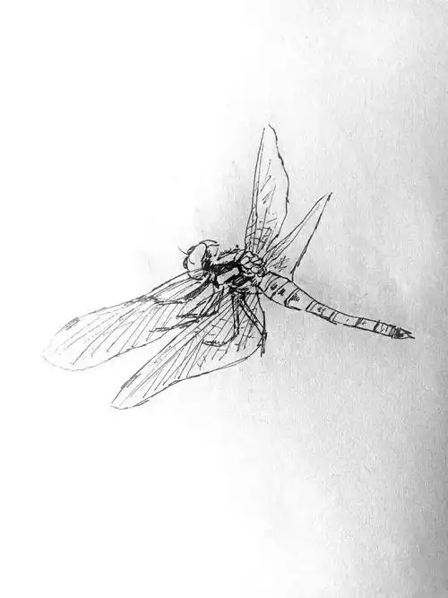 和红伟笔下的蜻蜓写生一一一