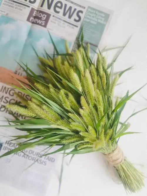 狗尾巴草的快乐