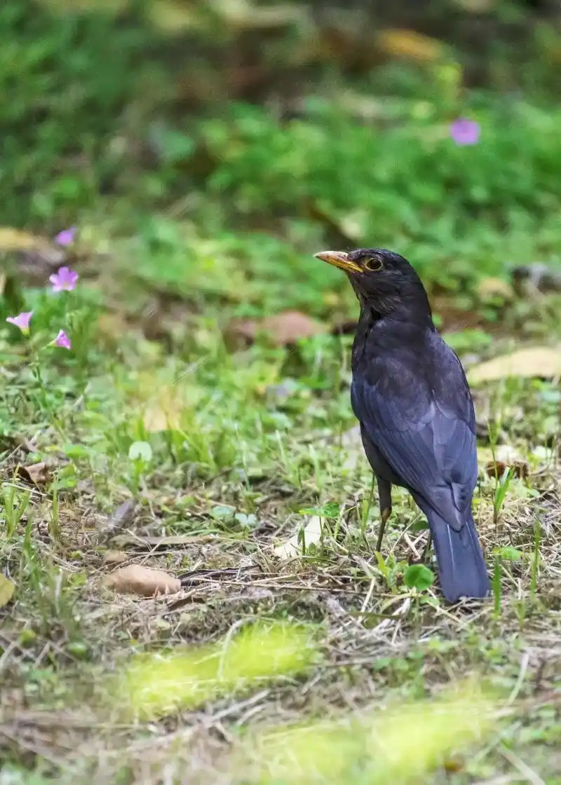 鸟类实拍 乌鸫(学名:turdus meru - 抖音