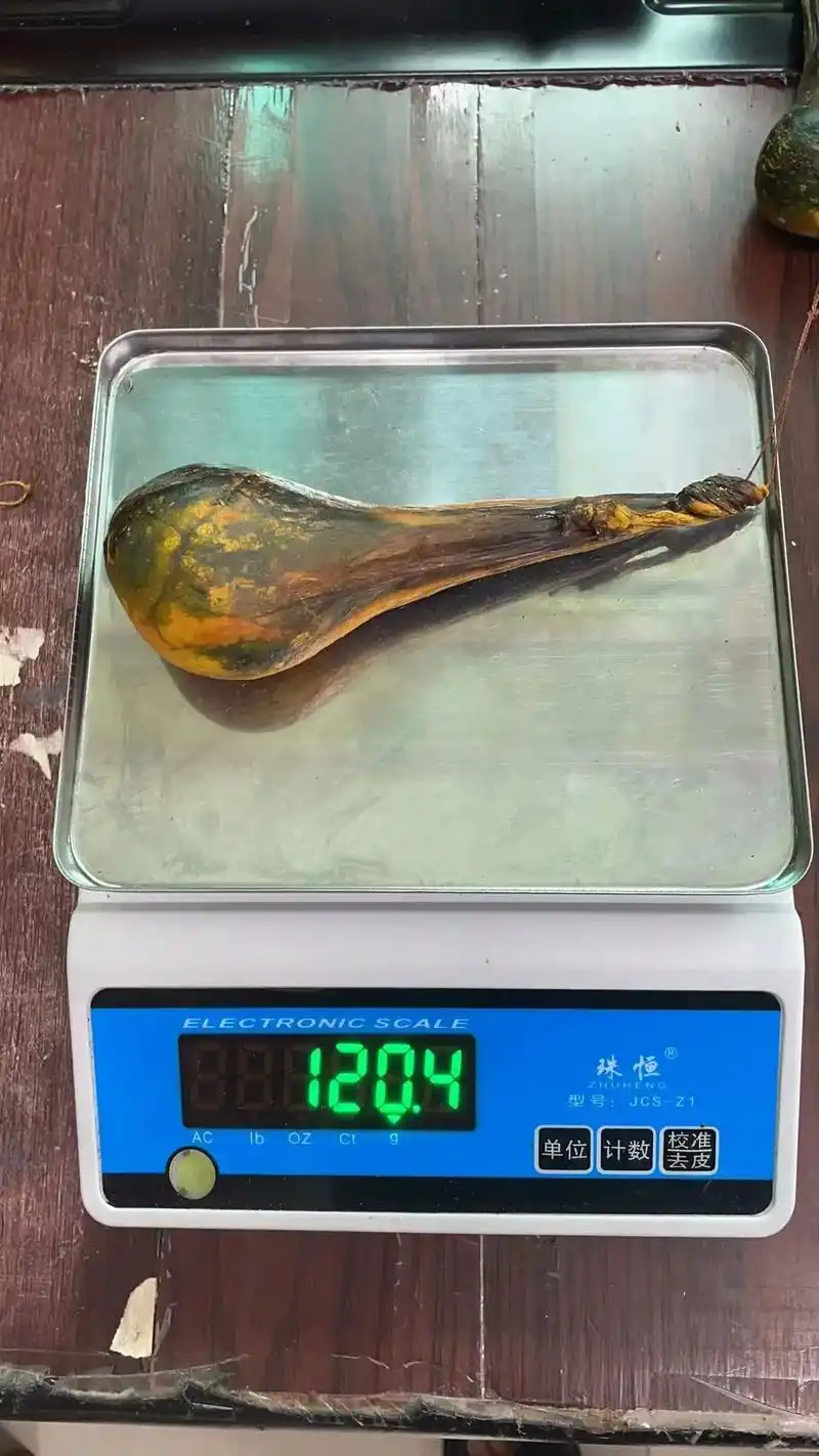 金熊胆 人工饲养的黑棕熊取的胆汁 - 抖音