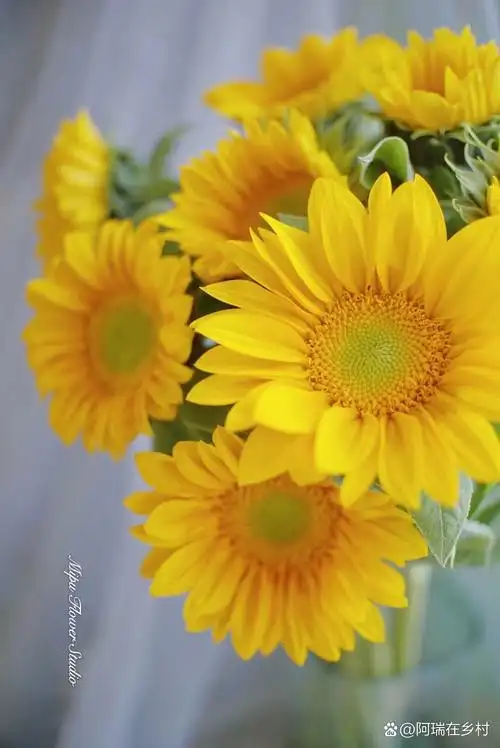 花材分享|绿心迷你向日葵 绿心迷你向日葵