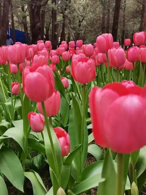 中山公园郁金香