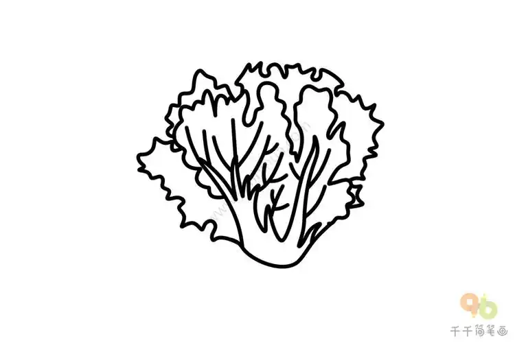 怎么画生菜简笔画图片