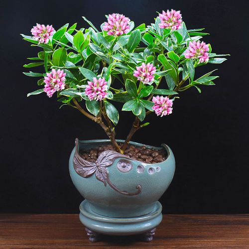 金边瑞香盆栽阳台室内植物好养观花净化空气绿植户外