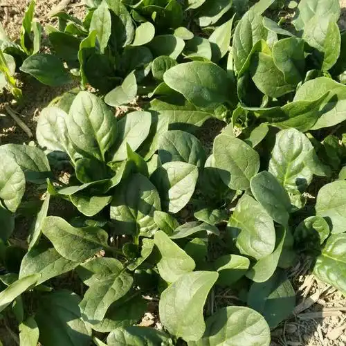 黑叶菠菜 10cm以下