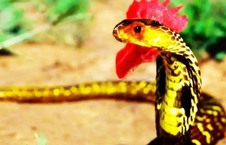 原创外号野鸡脖子身为无毒蛇却体含剧毒其实全是蟾蜍的功劳