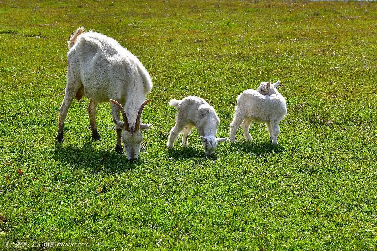 草地上的三只羊