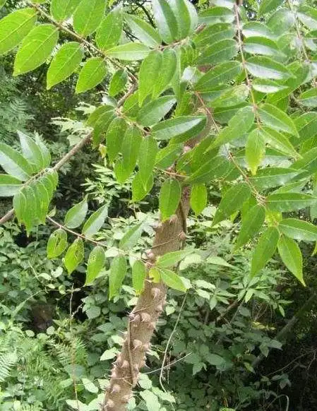 野生楤木人工育苗技术,科学种植知识,以下几点值得一看!