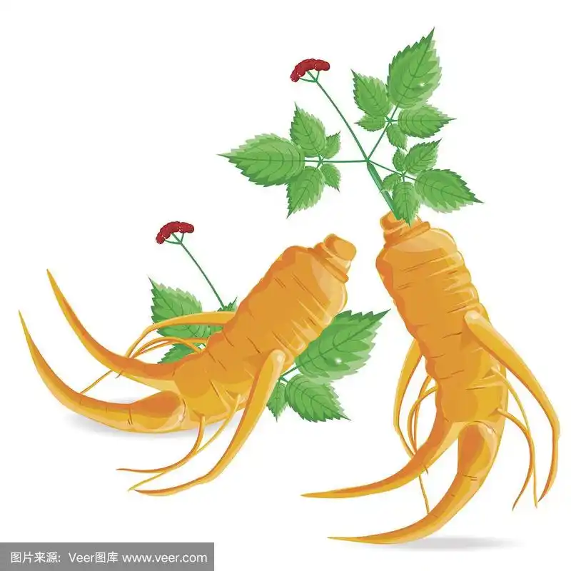 人参,绘画插图,白色背景,皮肤病学,符号