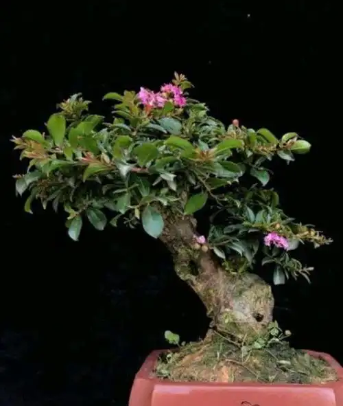 小微盆景十八学士之姬紫薇