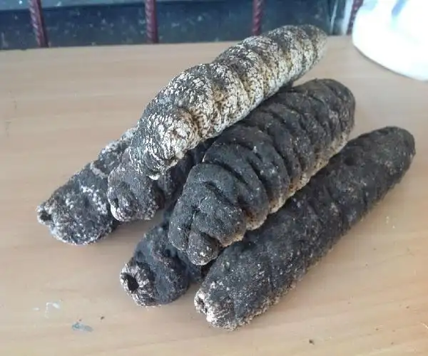 fresh sea cucumber for sale