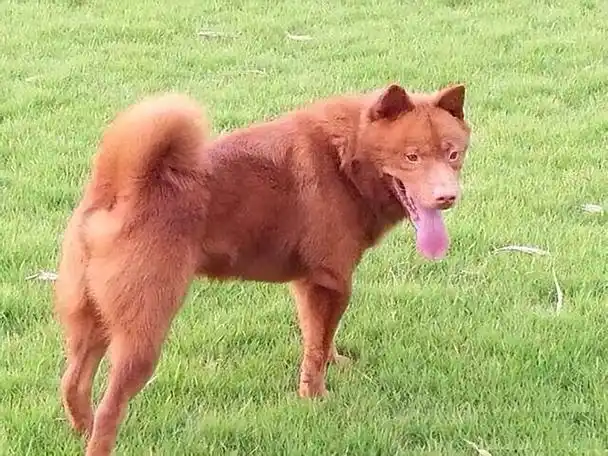 五红犬是中华田园犬中的一种,主要是以潮汕五红犬和东莞五红犬为主,这