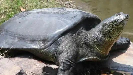 泉州西街开元寺内有一只长着牙齿的大乌龟,你知道它是谁吗?__财经头条