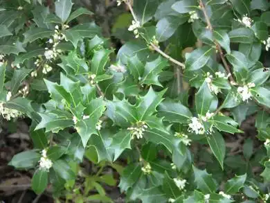 展开全部 这是柊树,又名刺桂,属木犀科木犀属.