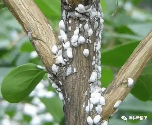 别蚧意高清图谱带你一次识别数10种介壳虫