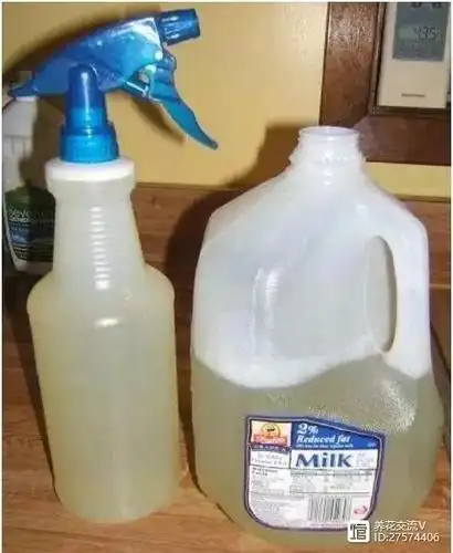 这几种自制的有机杀虫剂对植物和人都无害能清除病虫害