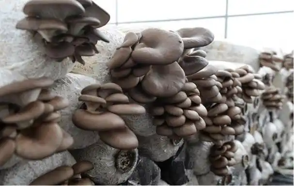 平菇有32个品种,栽培品种有糙皮侧耳,晚生侧耳等.