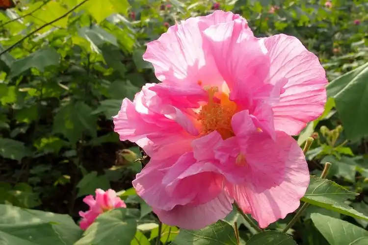 芙蓉花图片(芙蓉花的寓意和象征)