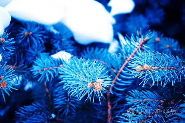 冬季蓝松树枝的鲜蓝色背景