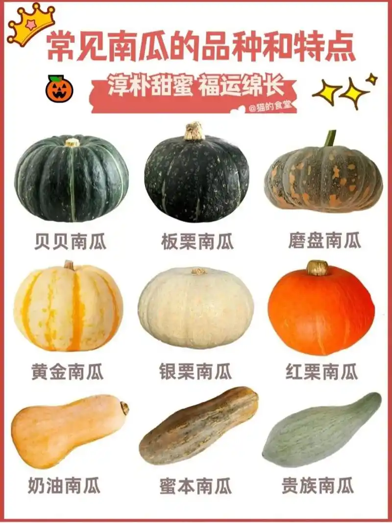 我竟然不知道南瓜还有这么多种类