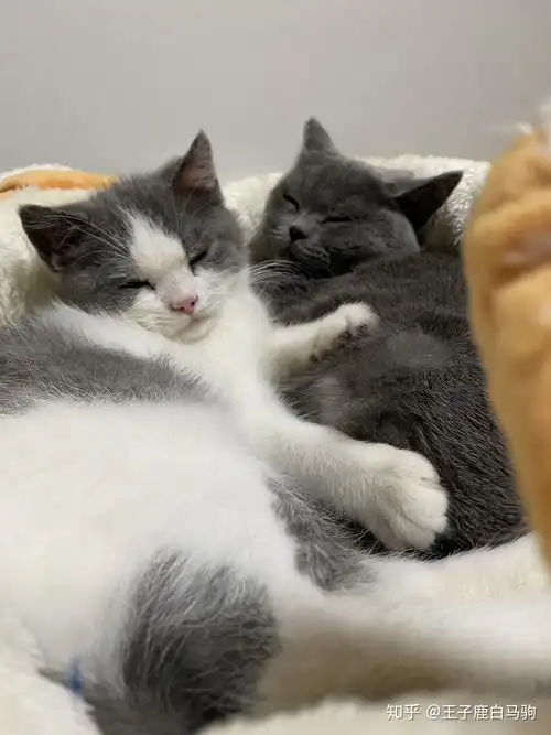 大家有可爱的猫猫抱在一起睡觉的视频或图片嘛