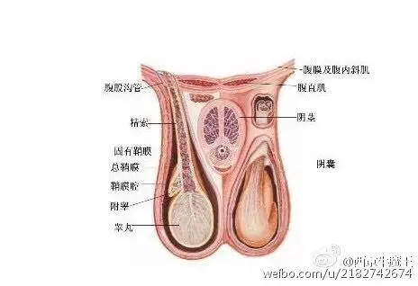 首先普及下睾丸的解剖结构