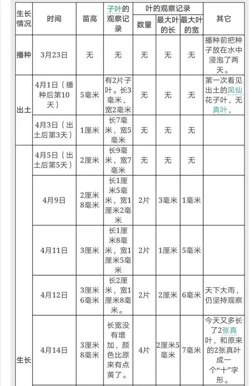 范冰瑶养殖凤仙花观察记录