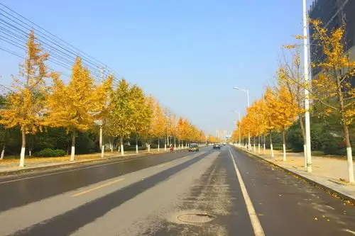 淮南最美银杏,全都在这里了!(建议收藏)