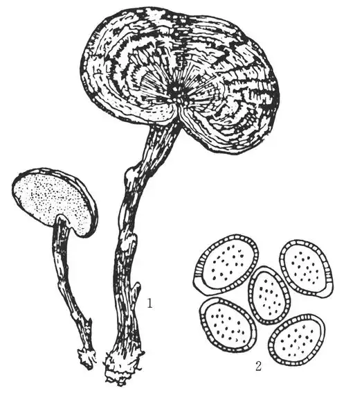 【别名】黑芝,灵芝草,木芝.