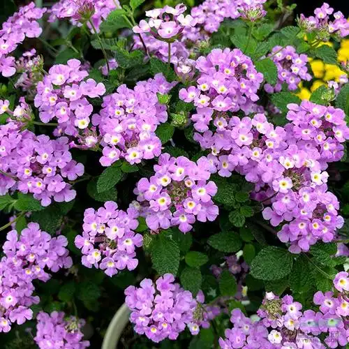 "梅"开二度 五色梅棒棒糖种植笔记