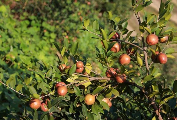 树上这种红色的野果子叫做山油茶果,在很久以前的中国农村,这种野果子