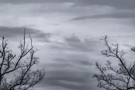 黑色的树枝.自然纹理背景.悲伤,死亡,孤独,绝望和绝望的艺术背景.