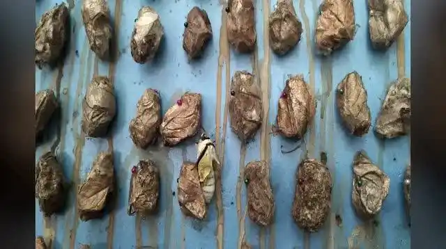 绿尾大蚕蛾破茧而出