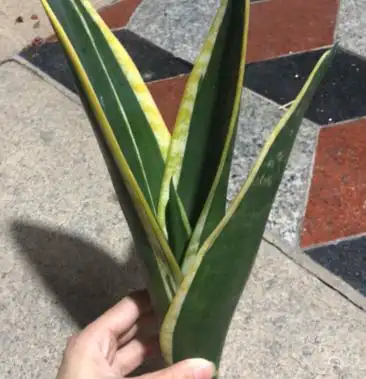 稀有虎皮兰霸王兰白雪兰室内植物盆栽花卉