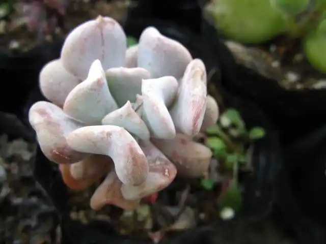多肉植物超大雪精灵精灵多头群生老桩玉莲杂交多肉植物